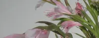 Auf dem Bild stehen Blumen in einer Vase auf einem Tisch.