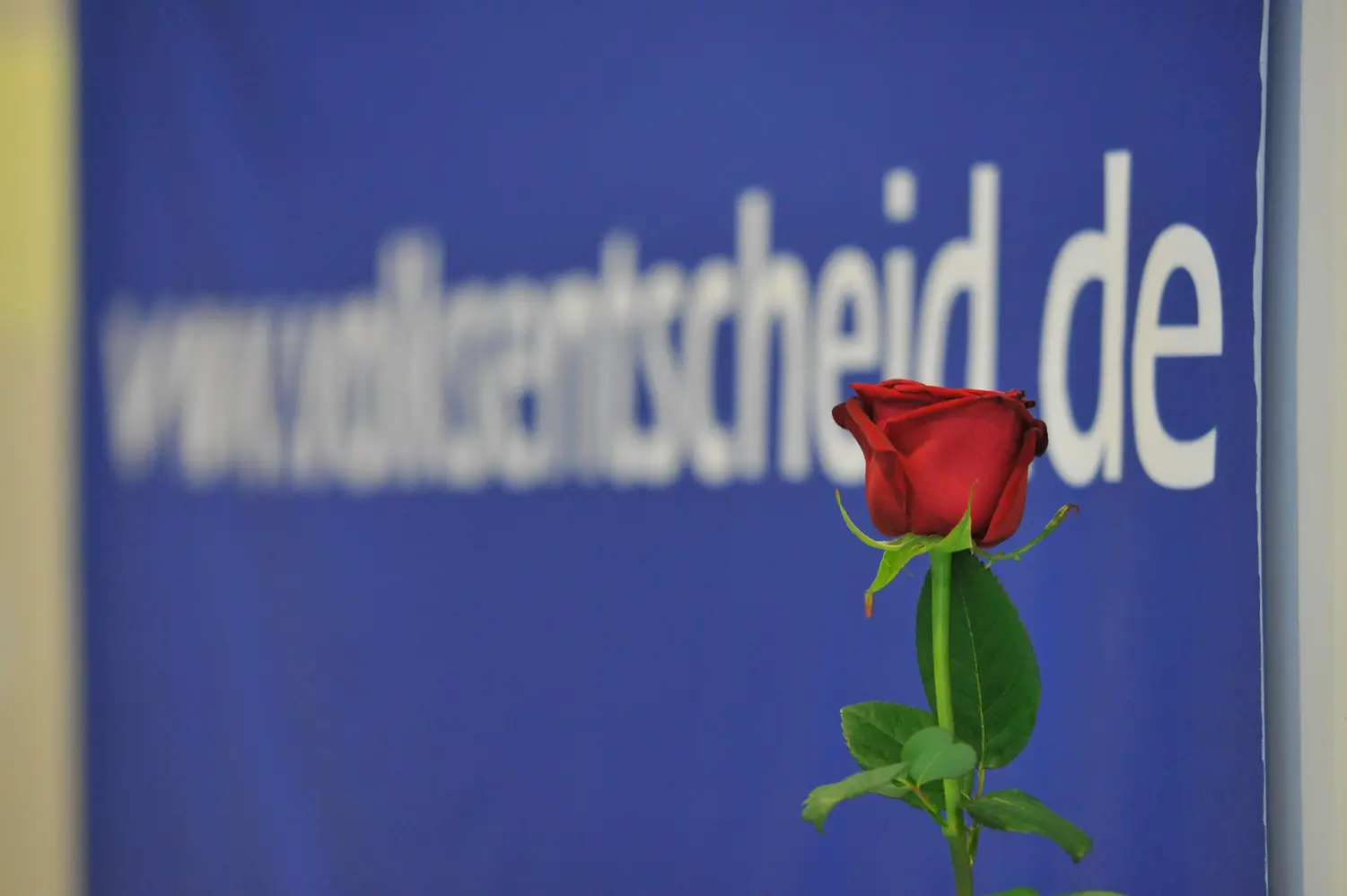 Die Rose der Direkten Demokratie Eine rote Rose vor einem blauen Transparent mit der Aufschrift "volksentscheid.de".