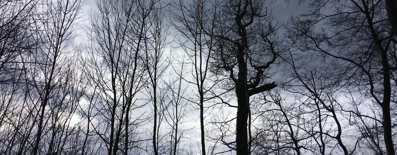 Ein Wald im Winter ist zu sehen, während der Himmel Wolkenverhangen ist.