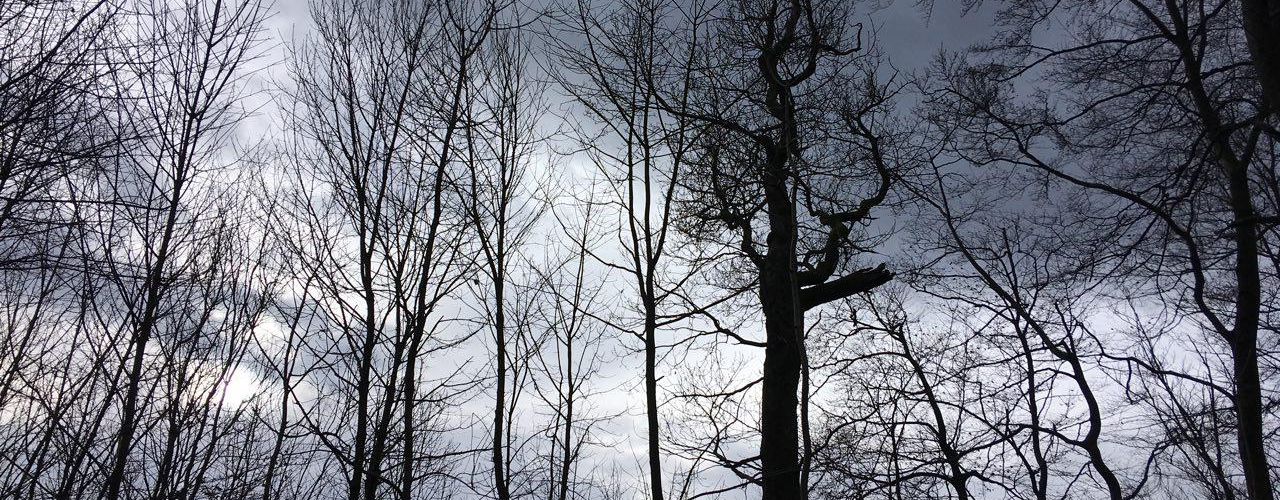 Ein Wald im Winter ist zu sehen, während der Himmel Wolkenverhangen ist.