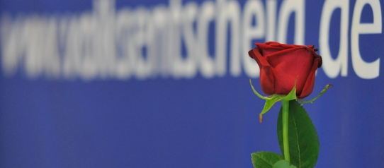 ueberuns Die Rose für die direkte Demokratie